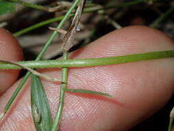 Image de Hydrocotyle hirta R. Br. ex A. Rich.