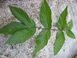 Image of Meadowsweet