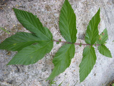 Image of Meadowsweet