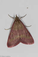 Image of Southern Purple Mint Moth