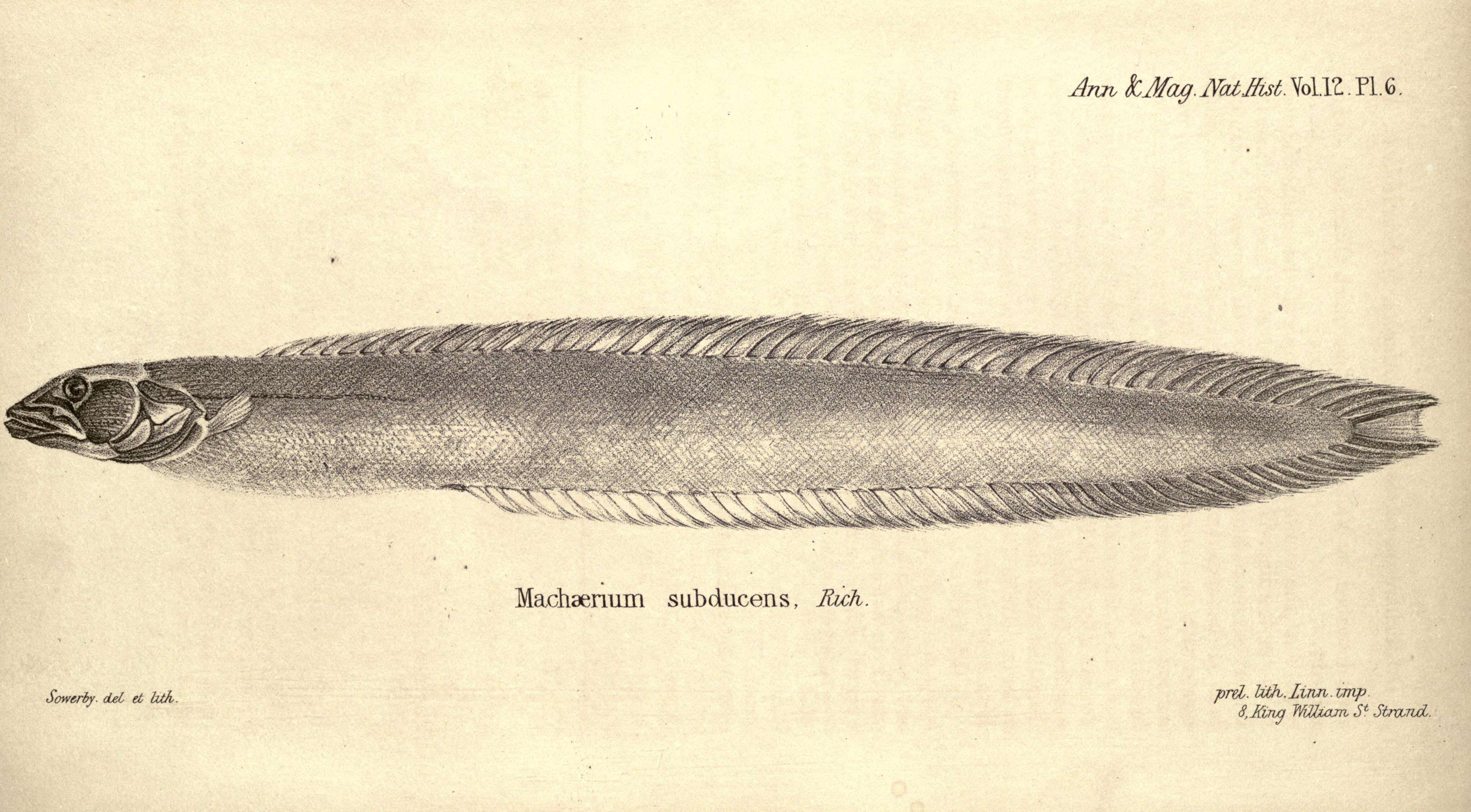 Image of Congrogadus