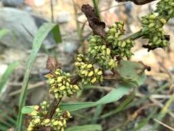 Image of Rumex microcarpus Campd.