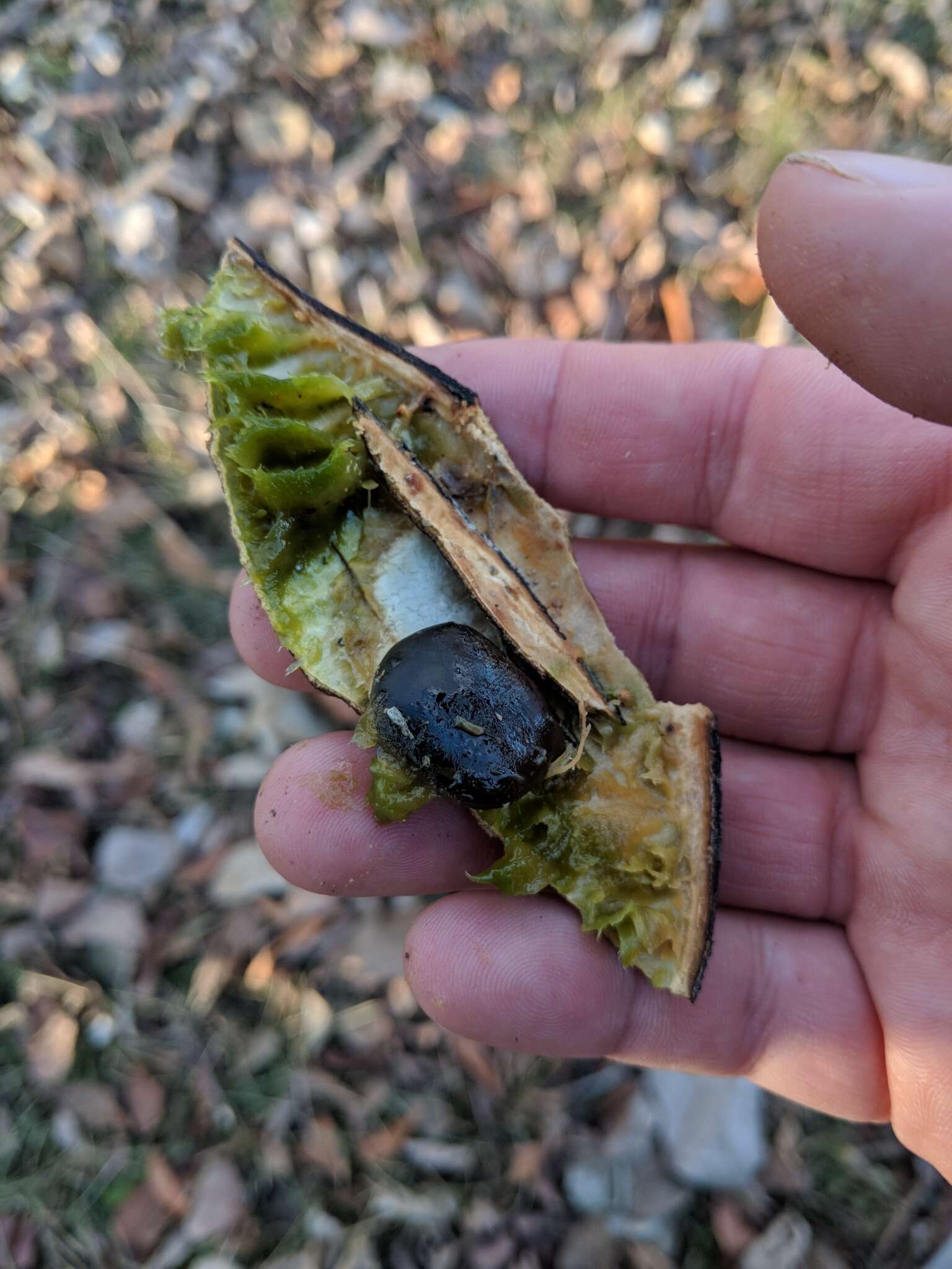 Image of American coffee berry