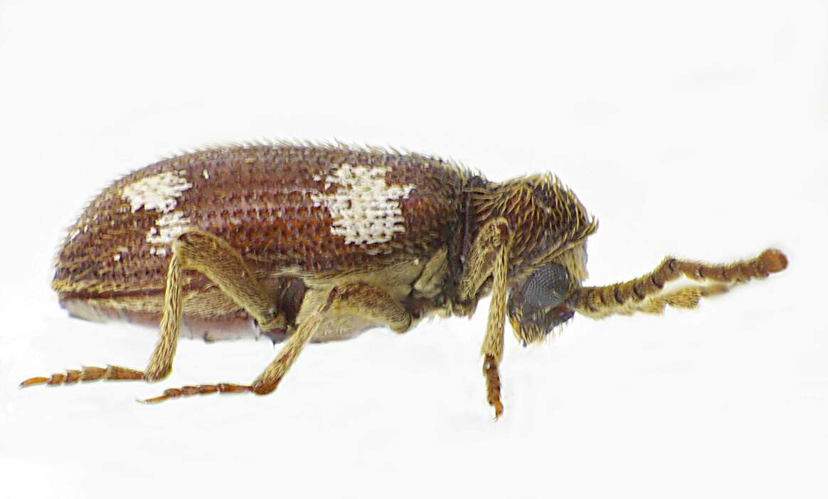 Image of Ptinus sexpunctatus