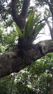 Image of climbing birdsnest fern