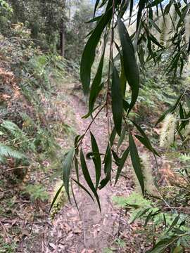 صورة Callistemon salignus (Sm.) Colv. ex Sweet