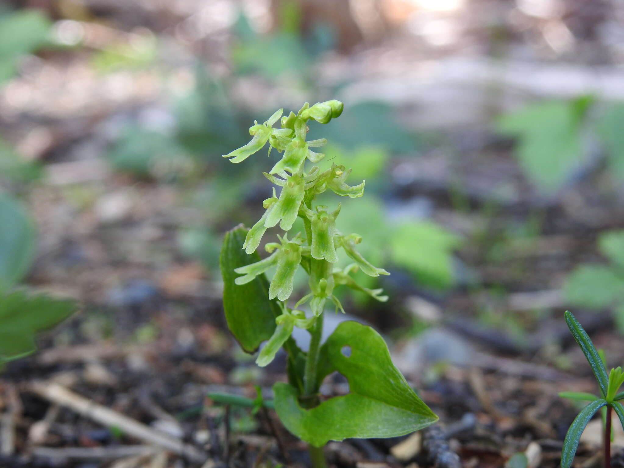 Neottia auriculata (Wiegand) Szlach. resmi