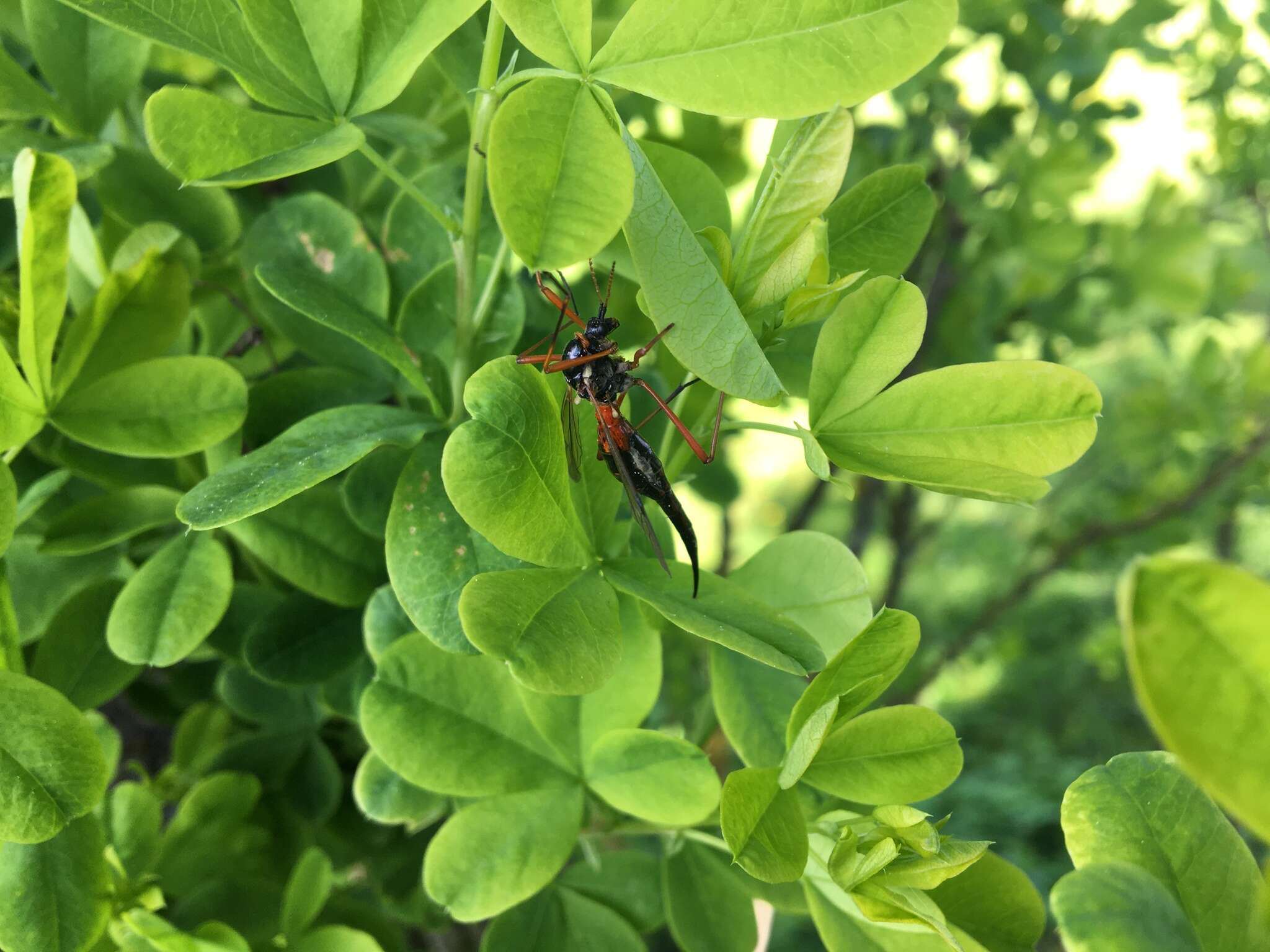 Image of Tanyptera