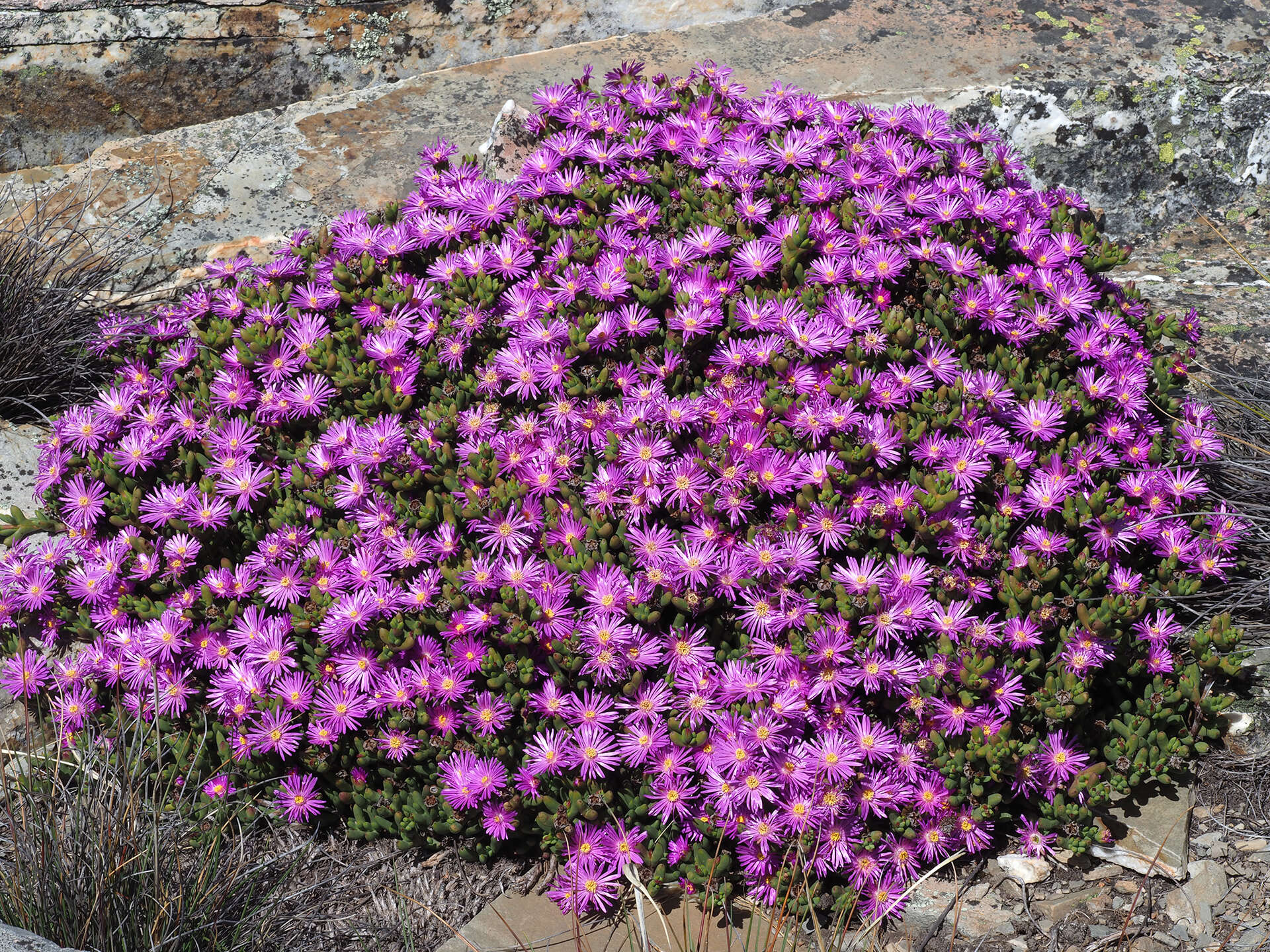 Image of Esterhuysenia alpina L. Bol.