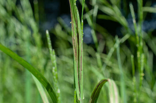 Image of Ustilago filiformis (Schrank) Rostr. 1890