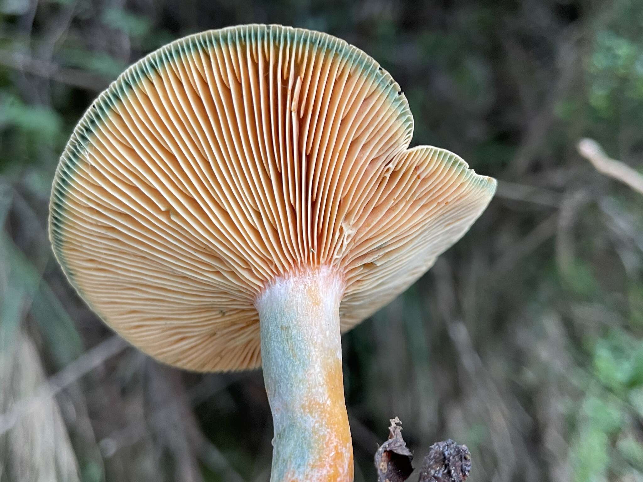 Image de Lactarius hatsudake Nobuj. Tanaka 1890