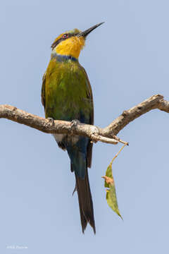 Merops hirundineus heuglini (Neumann 1906)的圖片