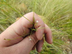 Sivun Oldenlandia herbacea (L.) Roxb. kuva