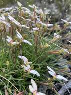 Image of Stylidium uniflorum Sond.