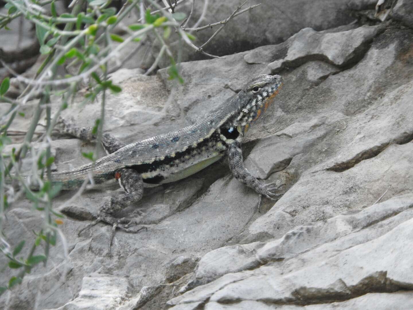 Sivun Sceloporus couchii Baird 1859 kuva