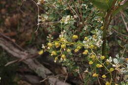 Image of Drosera macrantha Endl.