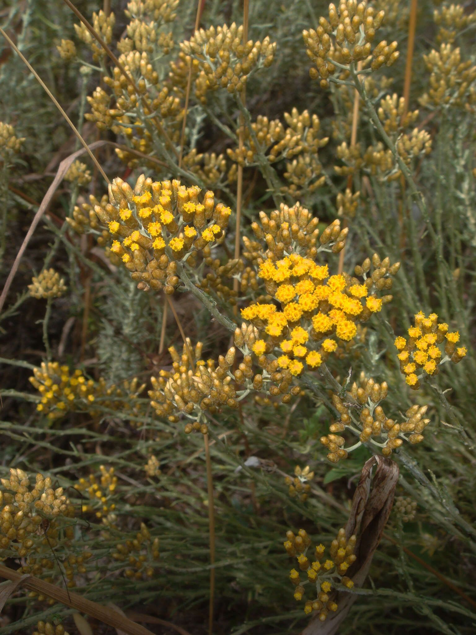 Image of Helichrysum italicum subsp. microphyllum (Willd.) Nym.