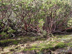 Слика од Arctostaphylos densiflora M. S. Baker