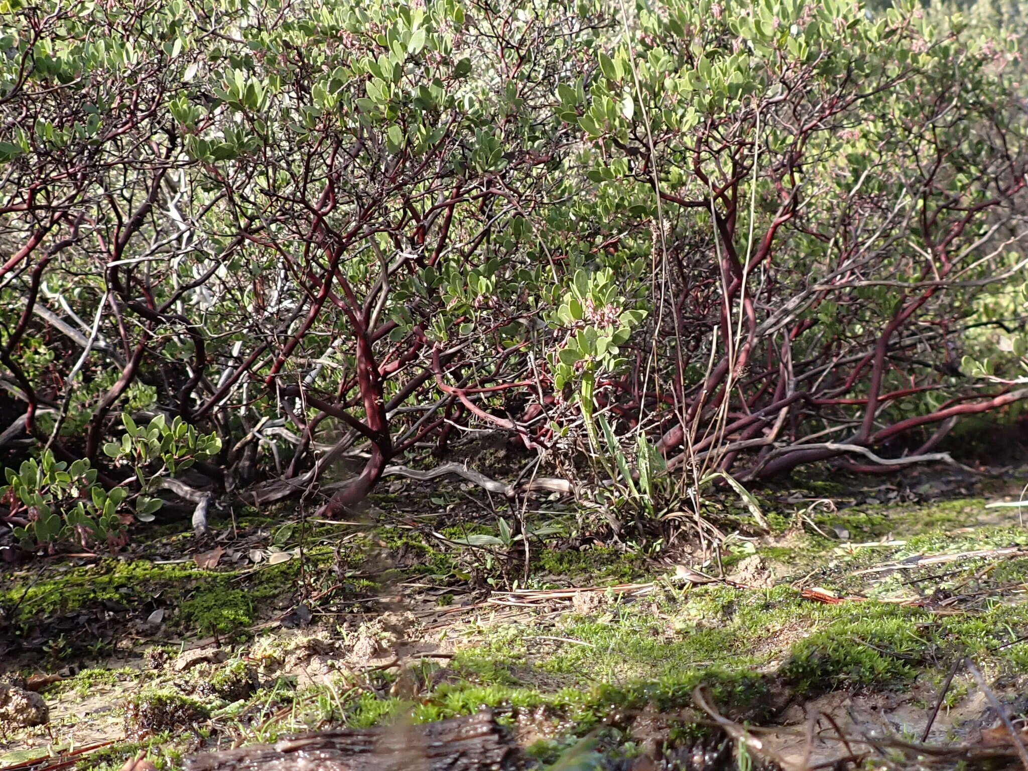 Слика од Arctostaphylos densiflora M. S. Baker