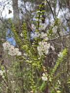 Image of Hypocalymma cordifolium Schau.