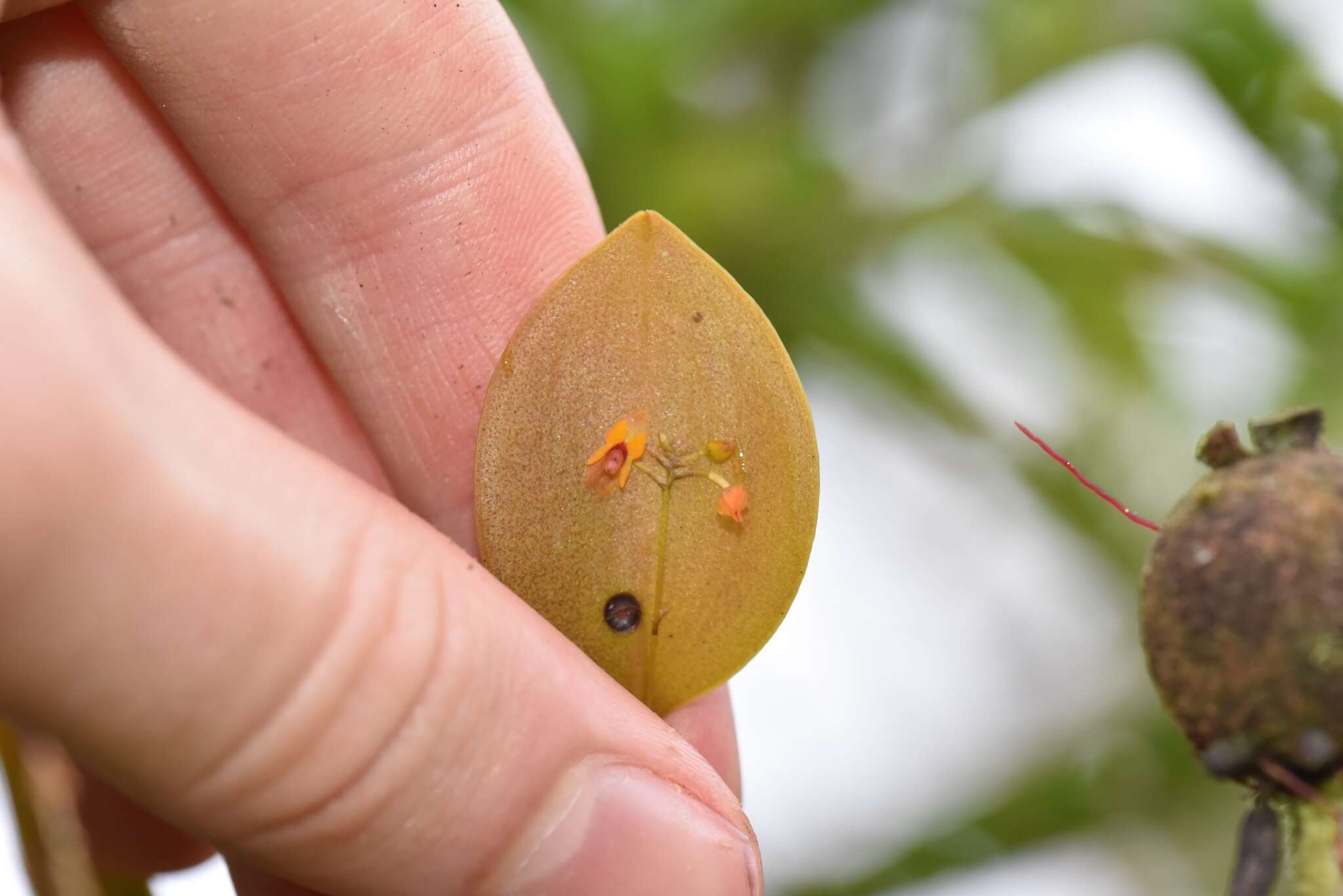 Image of Lepanthes pecunialis Luer & Hirtz