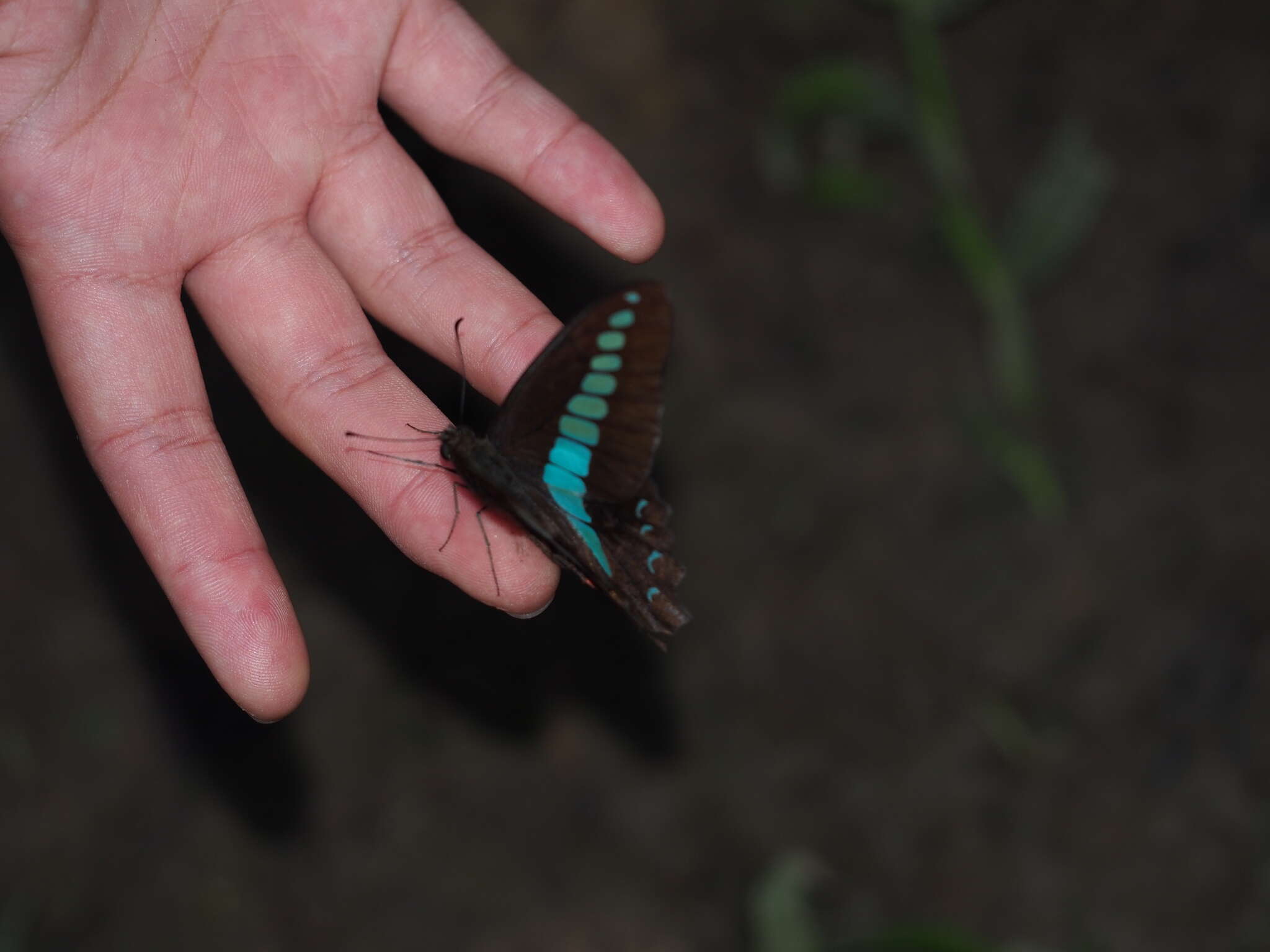 Image of <i>Graphium sarpedon connectens</i>