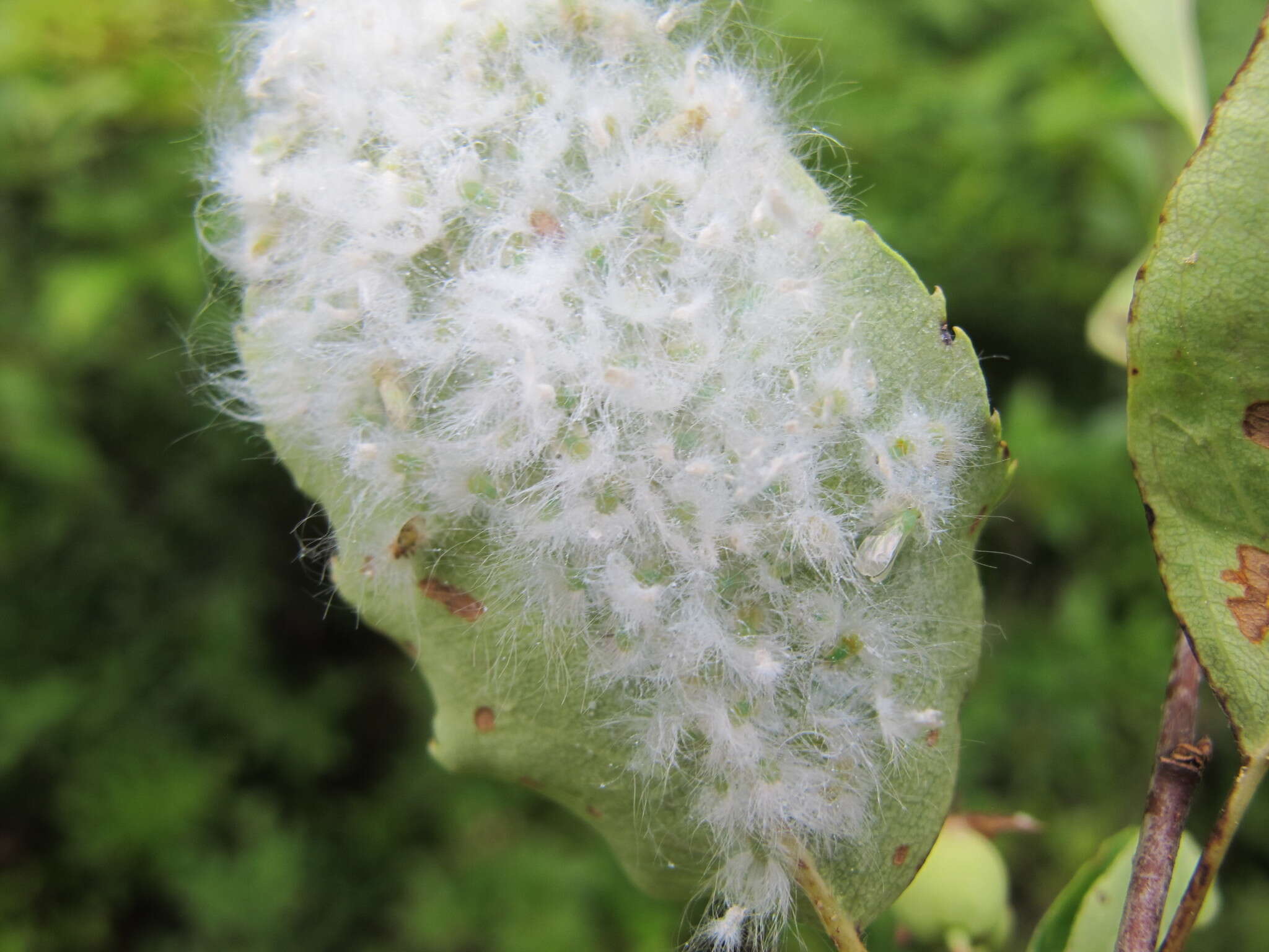 Image of Trioza obtusa Patch 1911