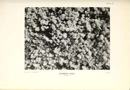 Image of Reindeer lichen