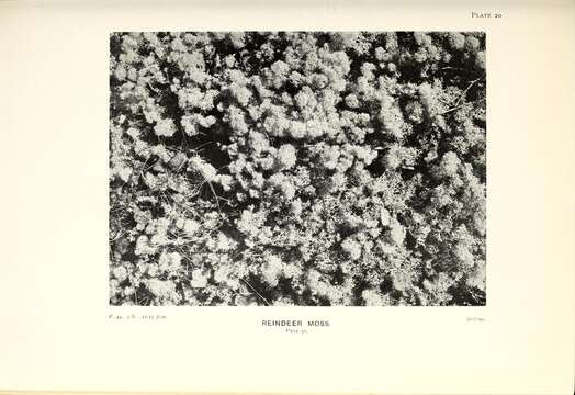 Image of Reindeer lichen