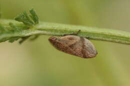 Image of Leafhopper