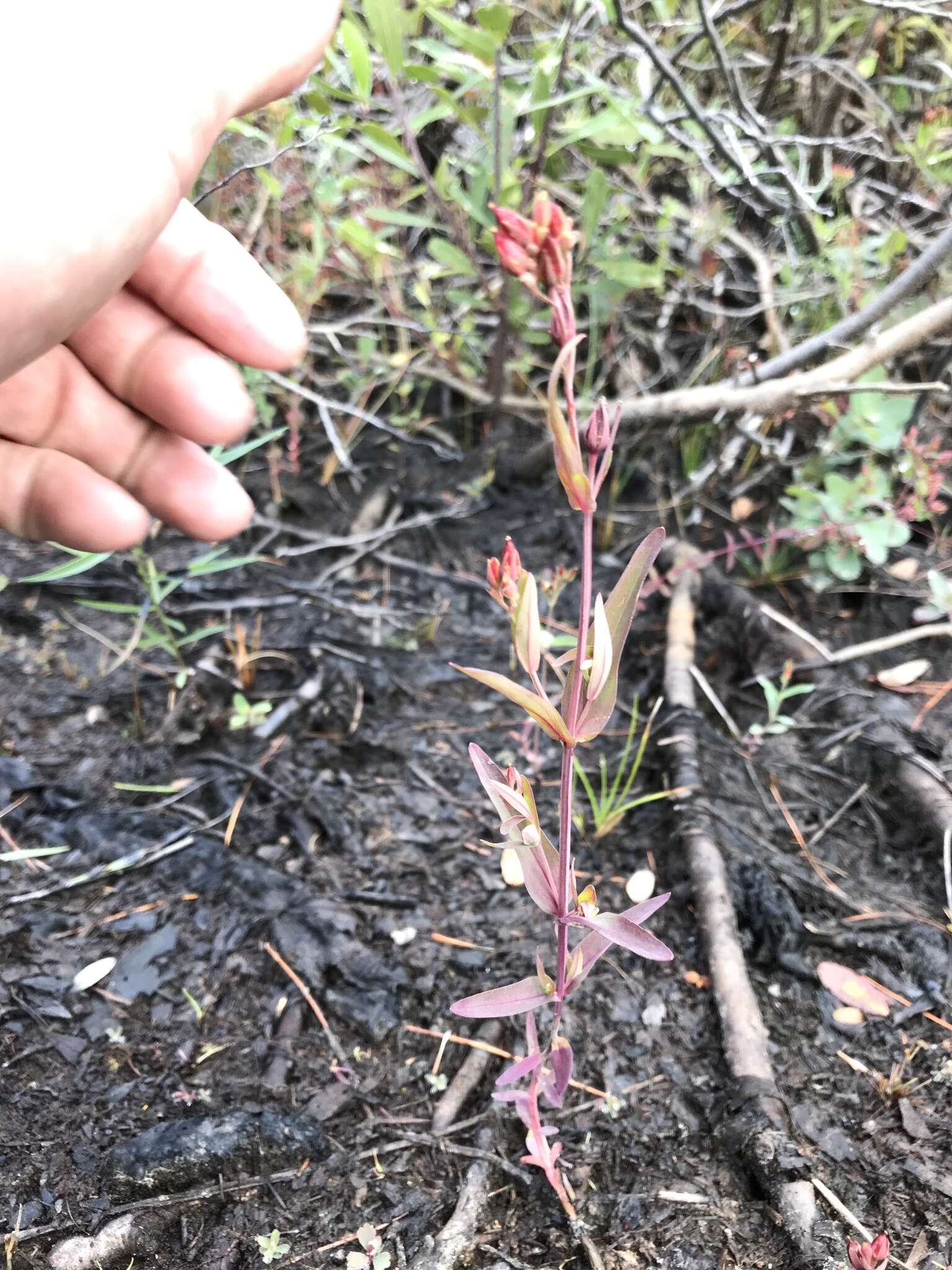 Image of large St. Johnswort