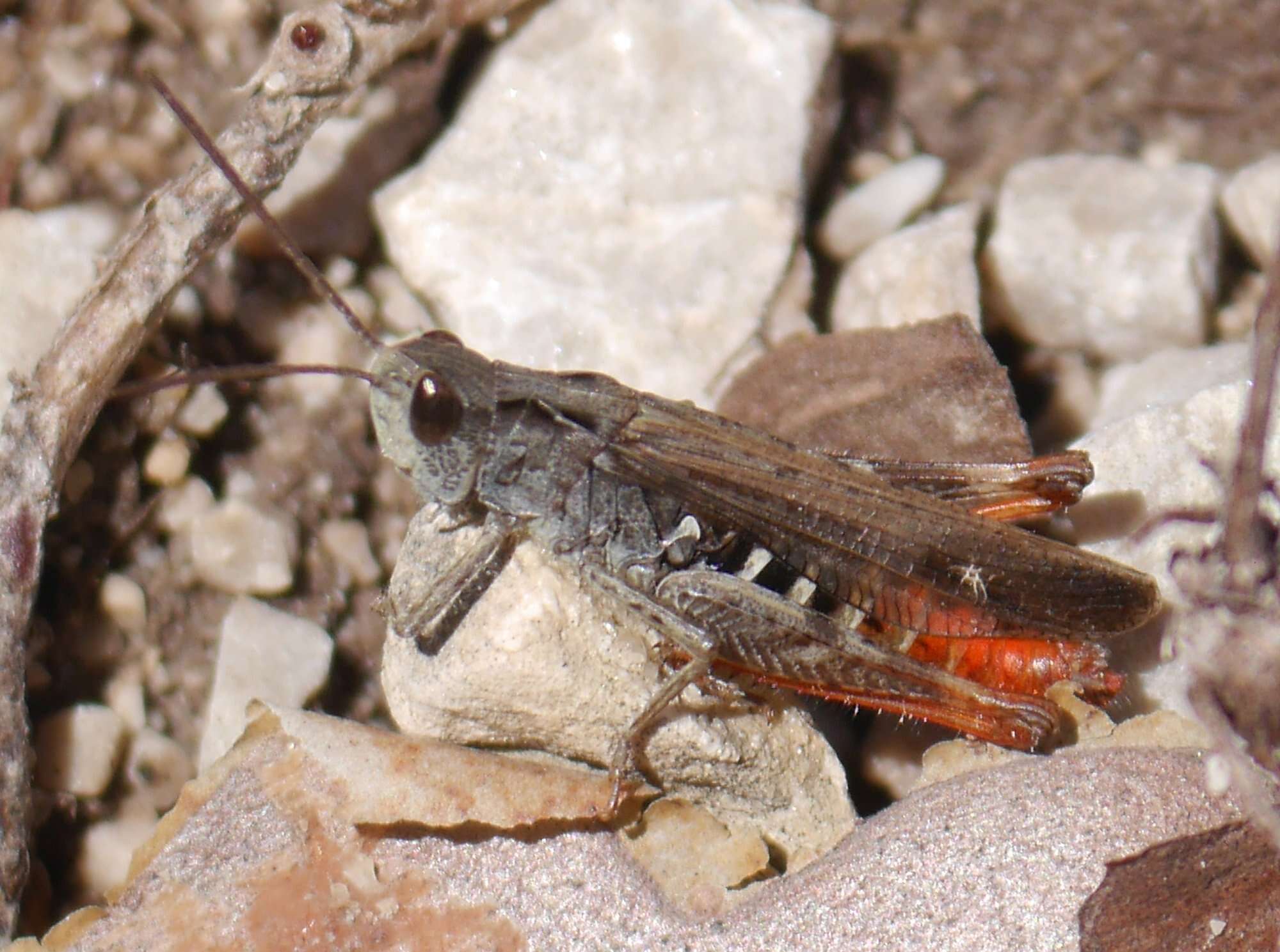 Chorthippus (Glyptobothrus) biguttulus (Linnaeus 1758) resmi