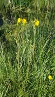 Слика од Potentilla gracilis var. flabelliformis (Lehm.) Nutt.