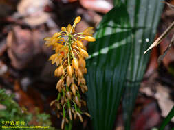 Image of orchid