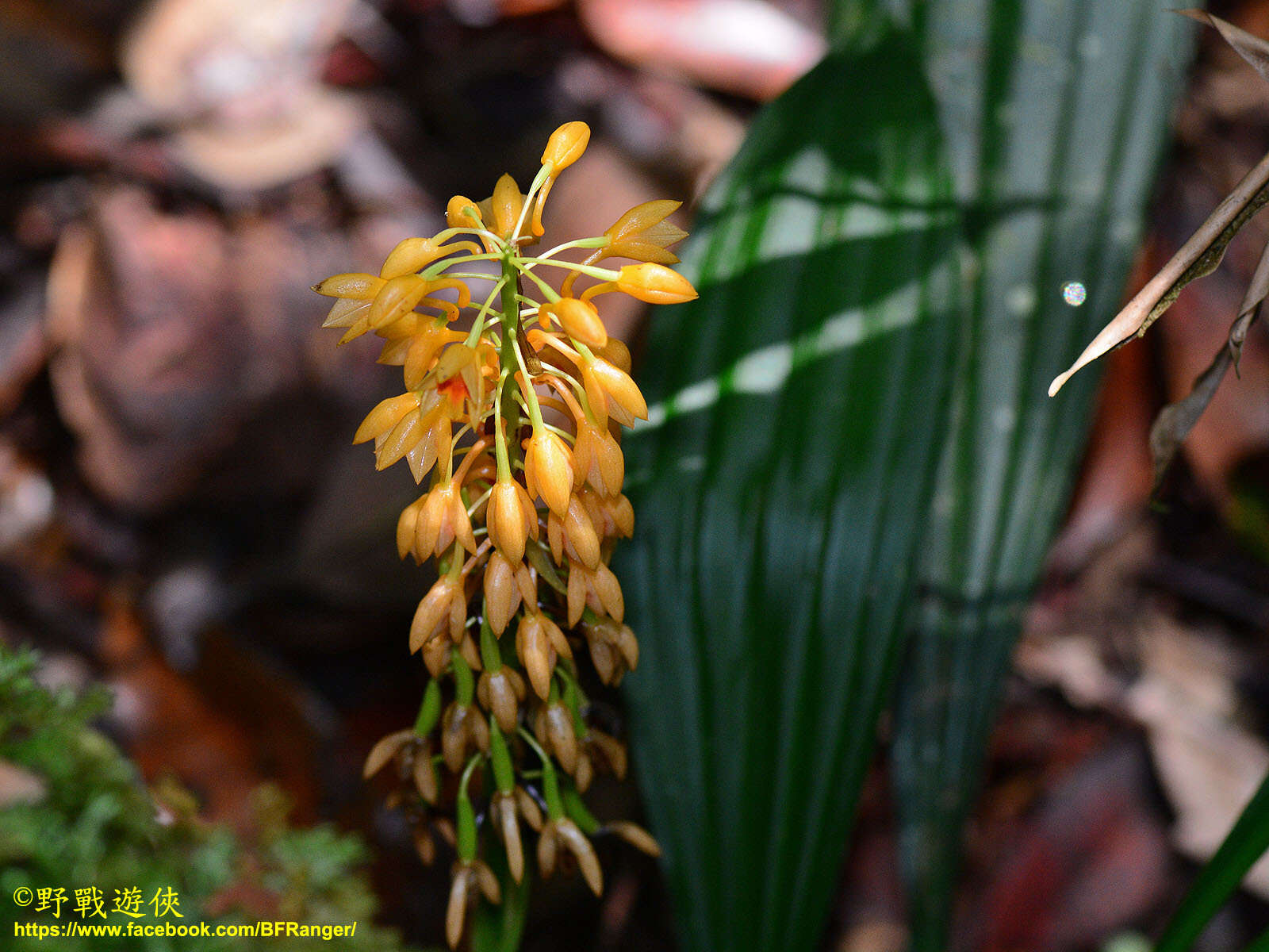 Image of orchid