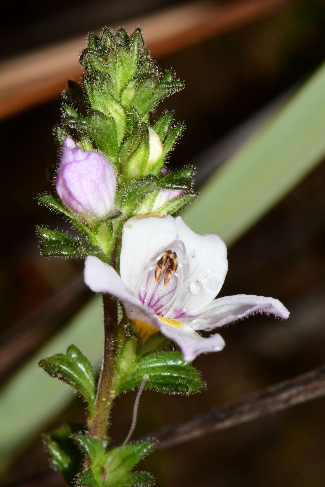 Imagem de Euphrasia amplidens W. R. Barker