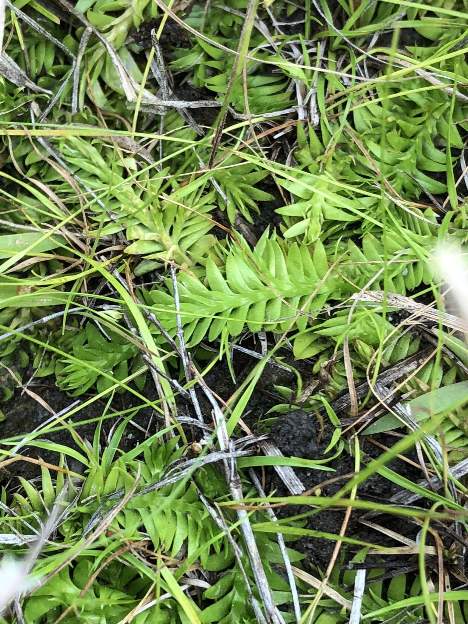 Image of slender clubmoss