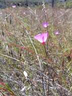 Image of Tracy's clarkia