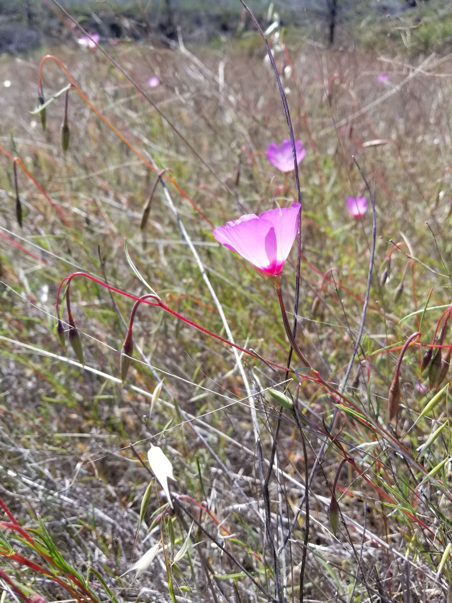 Imagem de Clarkia gracilis subsp. tracyi (Jeps.) Abdel-Hameed & Snow