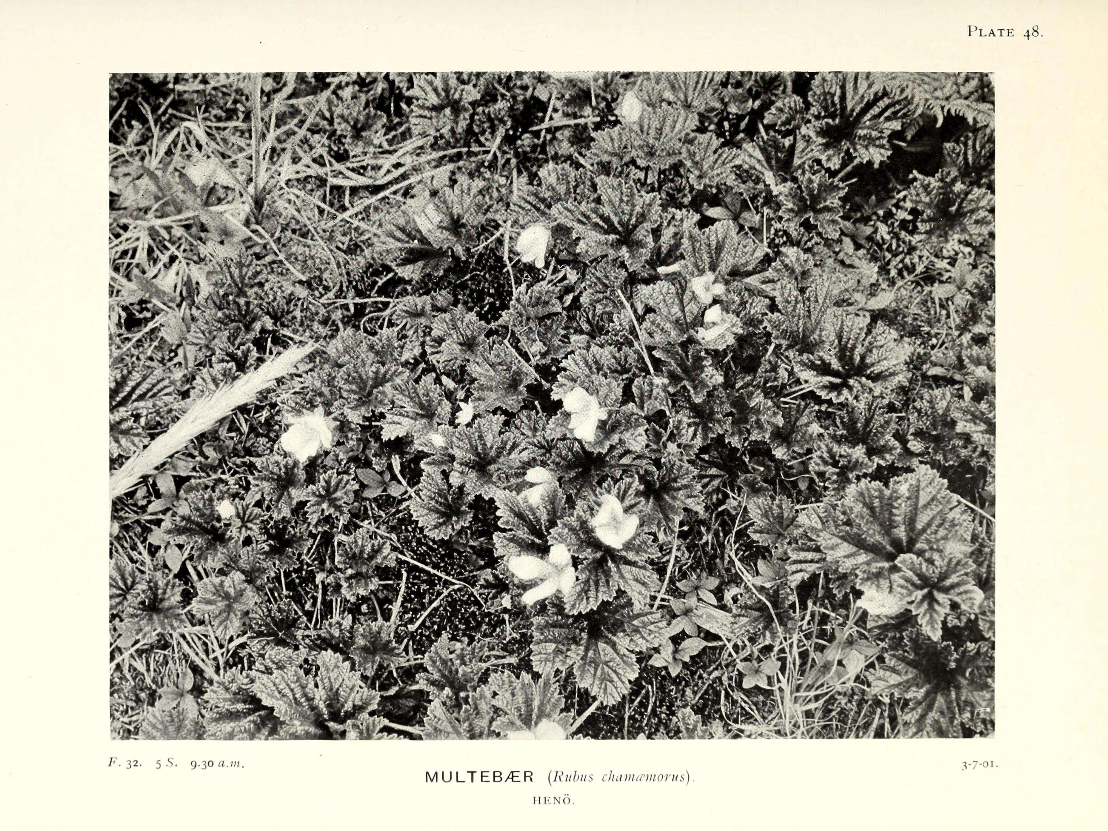 Image of cloudberry