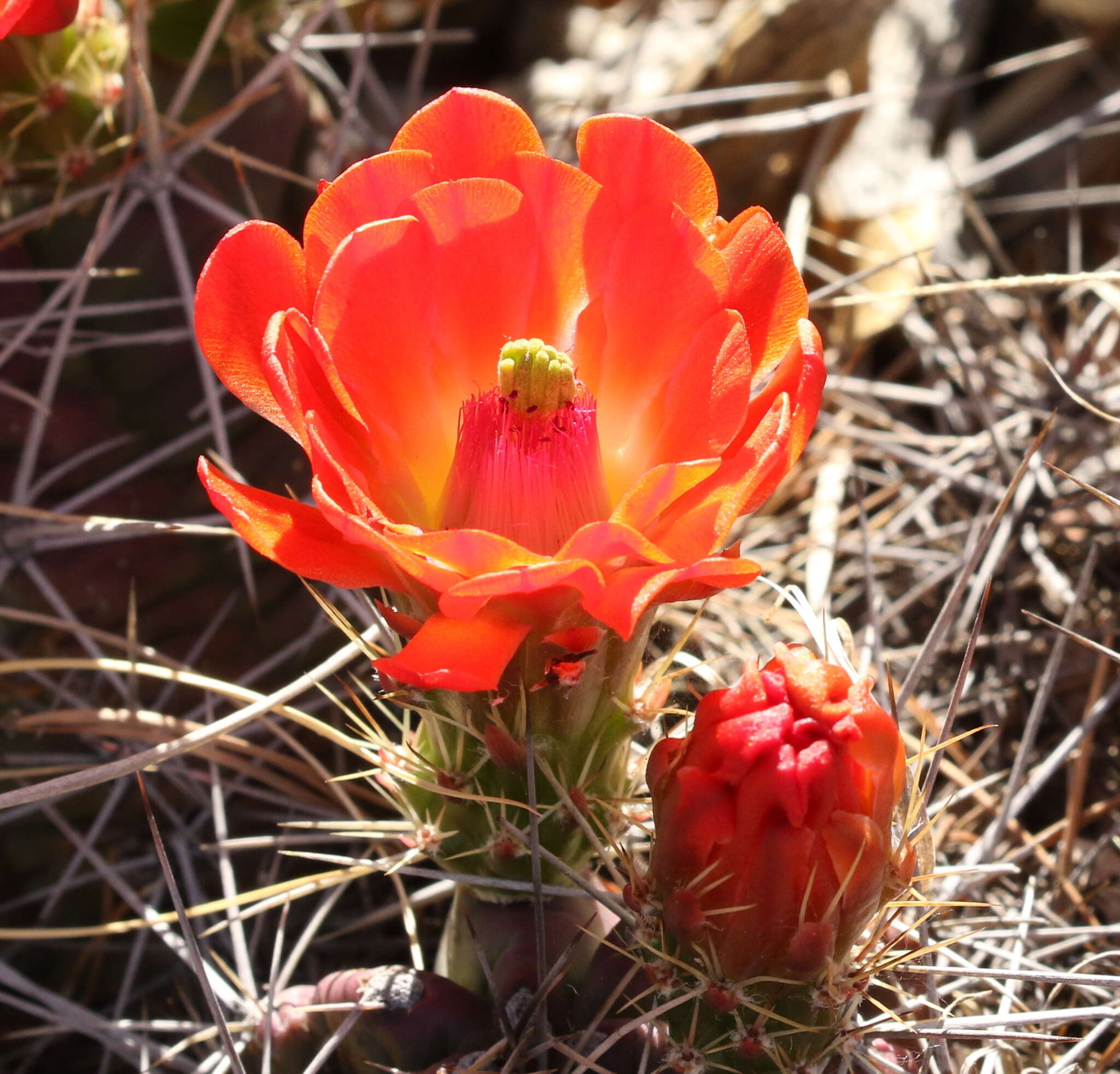 Image of Echinocereus coccineus subsp. transpecosensis