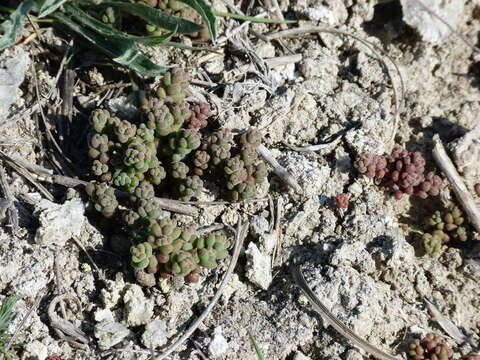 Image of Sedum gypsicola Boiss. & Reuter