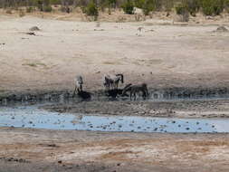 Image de Equus quagga chapmani Layard 1865