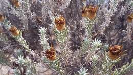 Image of Oedera fruticosa (L.) N. G. Bergh