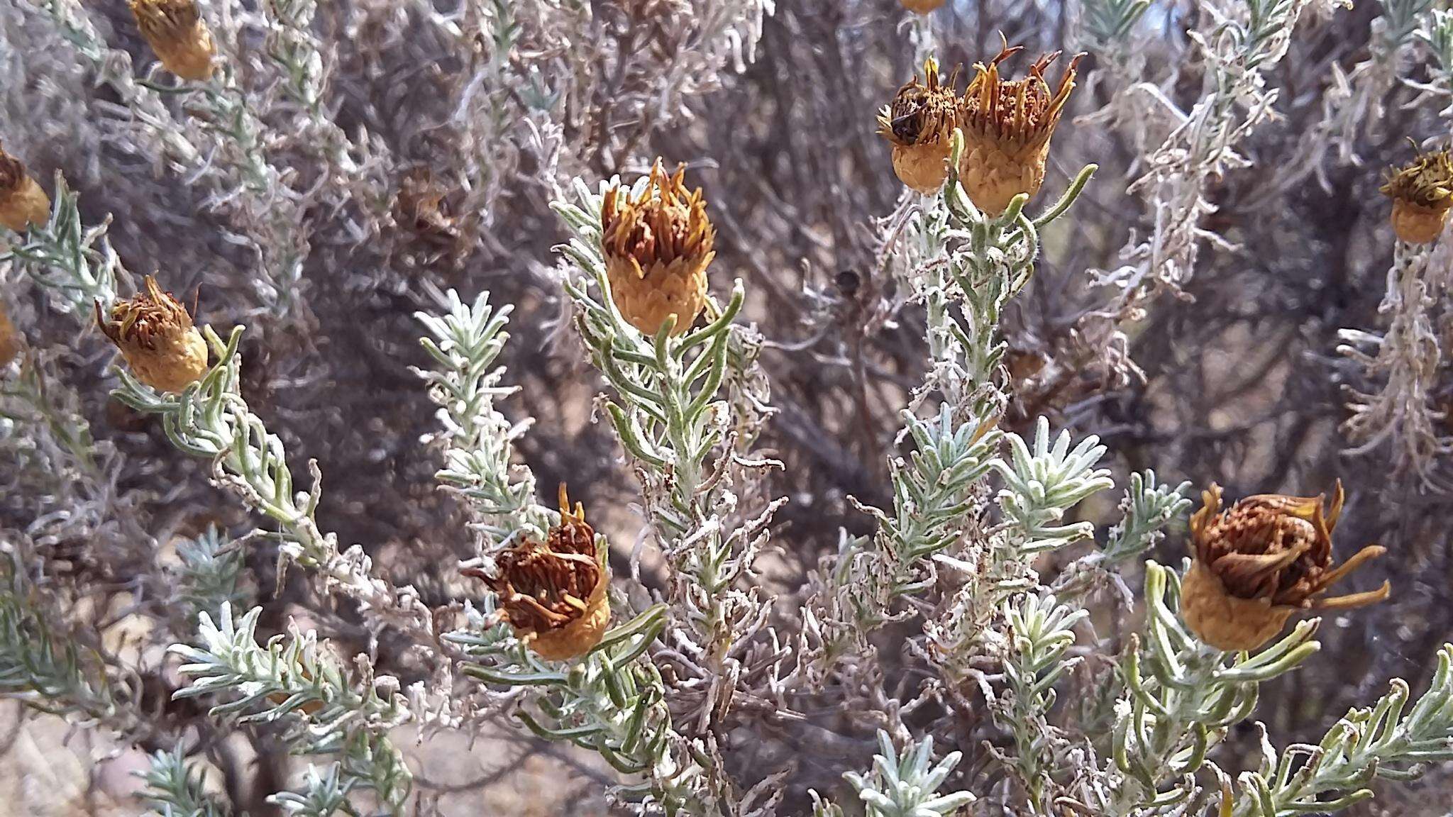 Oedera fruticosa (L.) N. G. Bergh的圖片