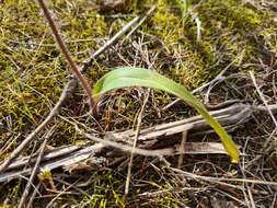 Image of Mallee spider orchid