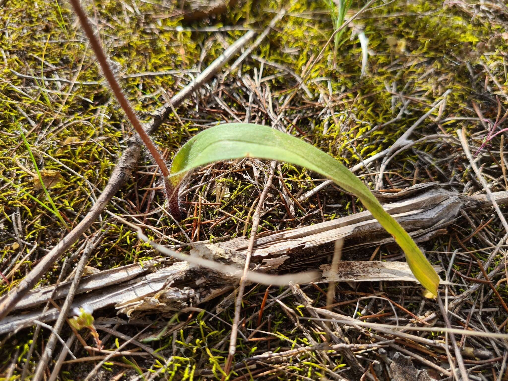 Caladenia verrucosa G. W. Carr resmi