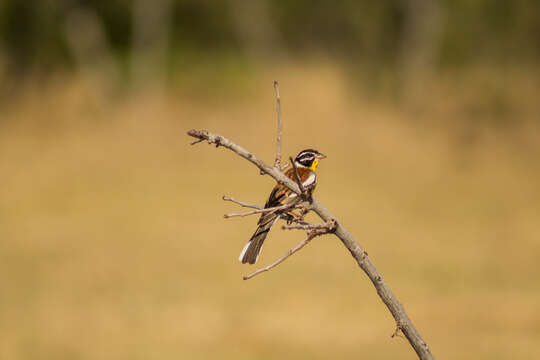 Image of Emberiza flaviventris kalaharica Roberts 1932