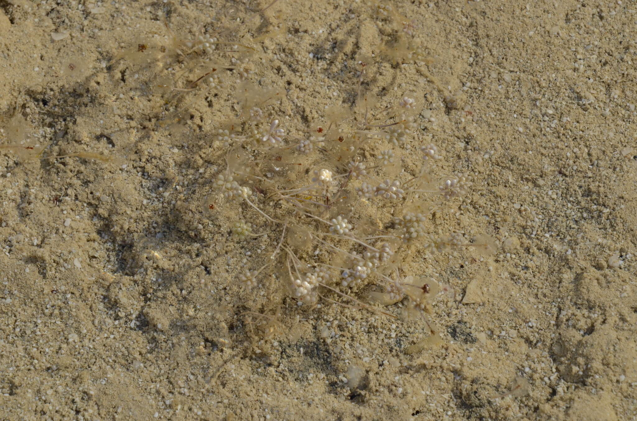Image of Acetabularia peniculus