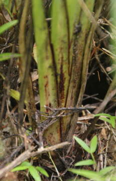 Image of Dianella latissima Heenan & de Lange